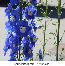 Closeup Of Blue Larkspur In Bloom