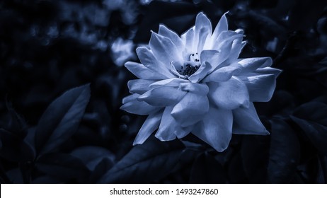 Closeup Of A Blue Musk Rose