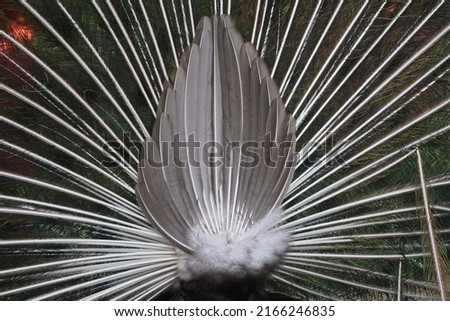 Similar – Image, Stock Photo Peacock doing a wheel, back view