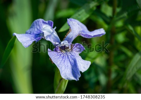 Close-up of blue Siberian Iris (Iris sibirica) or Siberian flag against blurred green background. Perennial plant with purple-blue flowers with white - yellow centre.There is place for your text.