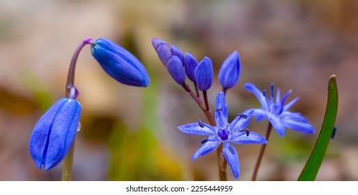 closeup blue snowdrop flowers growth in forest among dry leaves - Shutterstock ID 2255444959