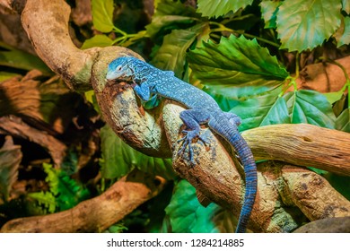 Closeup Of A Blue Spotted Tree Monitor On A Branch, Endangered Lizard From The Island Of Batanta In Indonesia