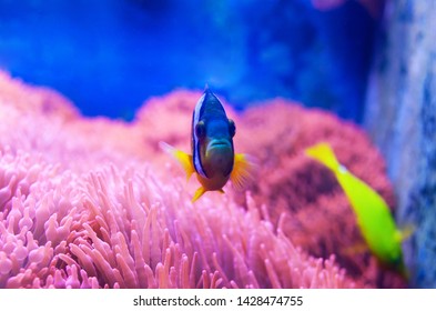 Closeup of a blue tang surgeonfish, popular tropical aquarium pet, exotic fish from the pacific ocean.