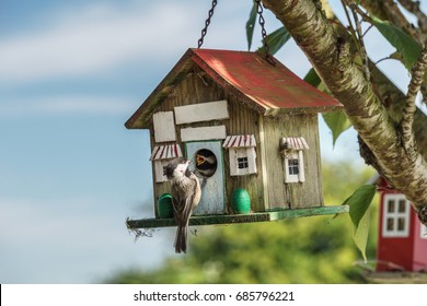 Close-up of a blue tomtit at a birdhouse feeding cheeper