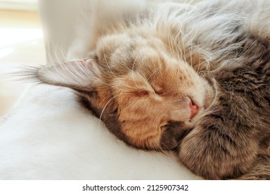 Closeup of a blue tortie tabby with white Maine Coon cat with long lynx tips sleeping on the sofa. Shallow depth of field. 