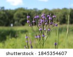 Closeup of blue vervain in a field at Somme Prairie Nature Preserve in Northbrook, Illinois