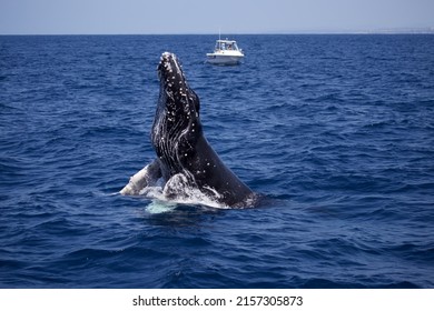 A Closeup Of A Blue Whale Breaching On The Water Surface Off The Coast Of San Diego, California, USA