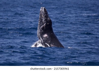 A Closeup Of A Blue Whale Breaching On The Water Surface Off The Coast Of San Diego, California, USA