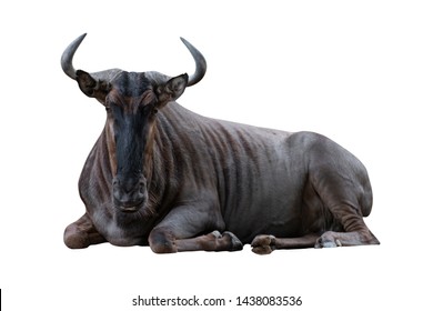 close-up of a blue wildebeests isolated on white background - clipping paths.