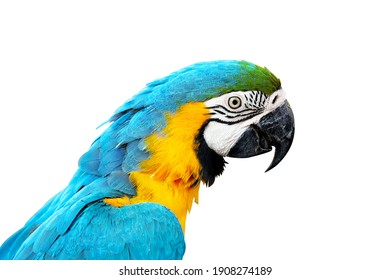 Closeup blue and yellow macaw isolated on white background