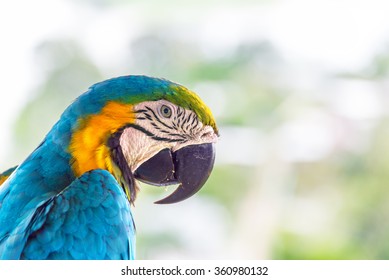 Closeup Of A Blue And Yellow Macaw In Puerto Narino, Colombia