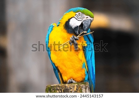 Closeup of a blue-and-yellow macaw (Ara ararauna).