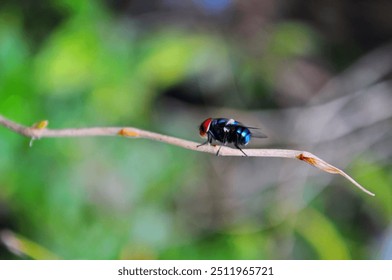 A close-up of a bluebottle fly with a metallic sheen, perched on a thin branch. Its red eyes and delicate wings stand out against the green background. - Powered by Shutterstock