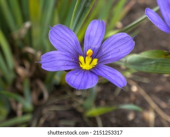Close-up of blue-eyed grass (Sisyrinchium bermudianum) flowers