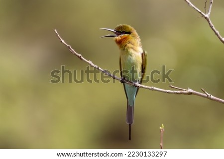 Similar – Image, Stock Photo Beija Flor .4 Nature