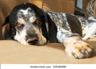 Closeup Of A Bluetick Coonhound Hunting Dog Relaxing On A Couch Looking Sad Tired Worn Out Retired Exhausted Old Aged Comfortable