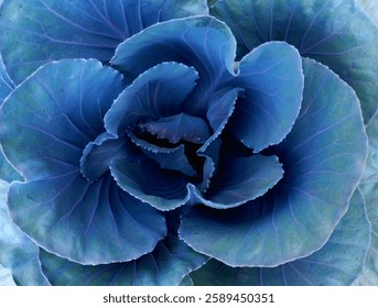 Close-Up of a Blue-Tinted Cabbage with Intricate Leaf Patterns and Natural Textures - Powered by Shutterstock - Get 15% off with code: PIKWIZARD15