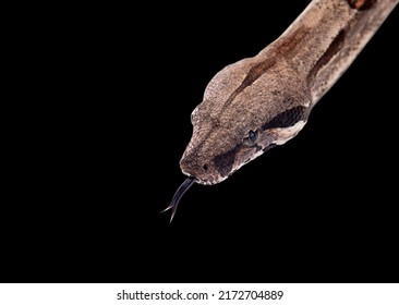 Closeup Boa Head Constrictor, Also Called The Red Tailed Boa, Isolated On Black Background With Clipping Path