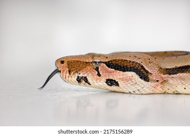 Closeup of a Boa snakes face isolated on white against a bright studio copyspace background. Head of a slithering snake kept as a pet with copy space. Waiting on the floor, calm and ready to attack