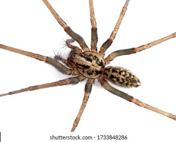 Close-up Of The Body Of A Female Giant House Spider, Or Hobo Spider (Eratigena Duellica) On A White Wall. Isolated. Delta, British Columbia, Canada