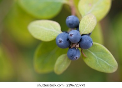 Closeup Of Bog Blueberry Fruit