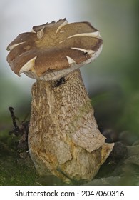 Closeup Of Boletus Reticulatus Or Summer Cep
