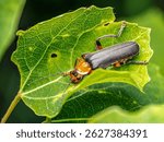 Closeup of Bombardier beetle sitting on a plant leaf