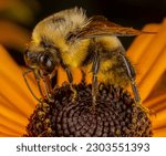 Close-up of a Bombus griseocollis bumblebee collecting nectar and pollinating an orange rudbeckia. Captured in natural background, this macro image showcases the intricate details of the insect.