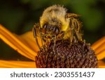Close-up of a Bombus griseocollis bumblebee collecting nectar and pollinating an orange rudbeckia. Captured in natural background, this macro image showcases the intricate details of the insect.