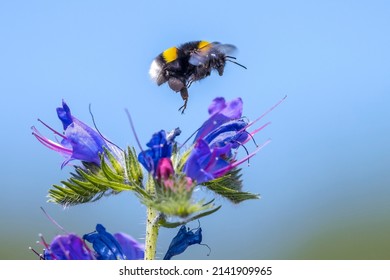 Closeup of a Bombus terrestris, the buff-tailed bumblebee or large earth bumblebee, feeding nectar of pink flowers  - Shutterstock ID 2141909965