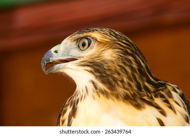 Closeup of a Bonelli's Eagle posing with shallow focus. Side view