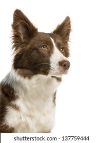 14,758 Brown Border Collie Images, Stock Photos & Vectors 