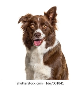 Close-up of a Border Collie, isolated on white