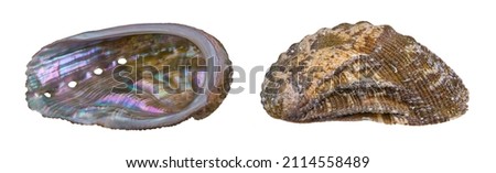 Close-up of both sides abalone shell isolated on white background. Haliotis. Two views of marine gastropod mollusc seashell. Internal with pearly and external with brown calcareous surface of sea ear.