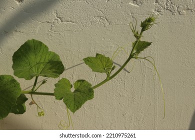 Closeup Of Bottle Gourd Plant.