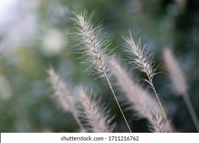 Closeup of bottlebrush grasses with green background