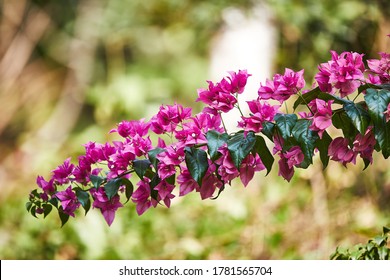 Close-up of bougainvillea flowers and tree branch on greenery background.