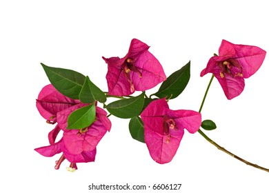 Closeup Bougainvillea Sprout Purple Flowers Against Stock Photo 6606127 ...