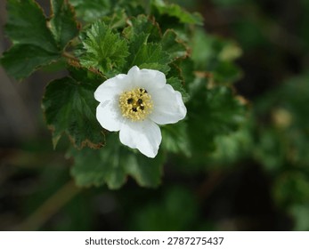 Close-Up of Boulder Raspberry Flower (Rubus deliciosus) on South Boulder Creek West Trail in Boulder Colorado