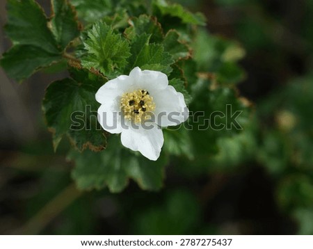 Close-Up of Boulder Raspberry Flower (Rubus deliciosus) on South Boulder Creek West Trail in Boulder Colorado