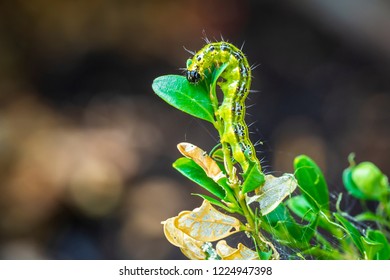 Closeup of a Box tree moth caterpillar, Cydalima perspectalis, feeding on leaves. An invasive species in Europe and has been ranked the top garden pest.