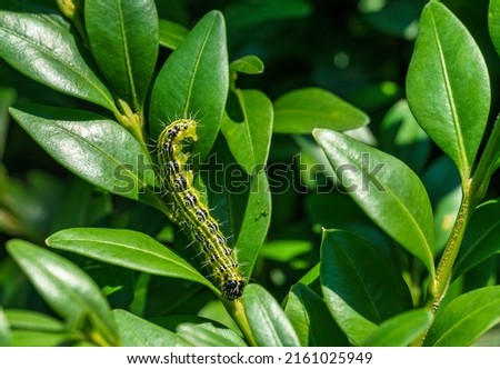 Similar – Image, Stock Photo Caterpillar of the box tree moth (Cydalima perspectalis)