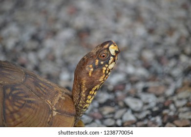 Closeup Of Box Turtle Crossing The Road At Tyler State Park