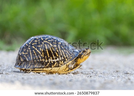 Close-up of a box turtle on a sandy path with blurred green background, showcasing its detailed shell pattern.