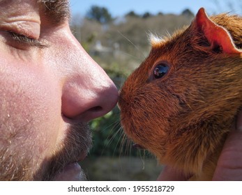 Close-up Of A Boy Giving An Eskimo Kiss To A Brown Guinea Pig