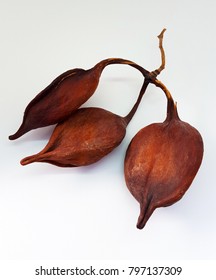 Closeup Of Brachychiton Rupestris Fruits On White Background. Australian Flame Tree Seeds. 