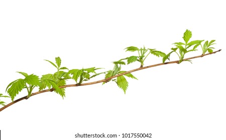 10,052 Bramble Branch Images, Stock Photos & Vectors | Shutterstock