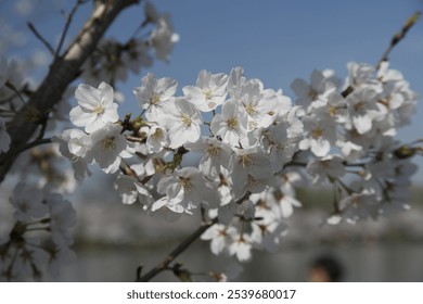 Close-up of a branch adorned with white cherry blossoms showcasing delicate petals and yellow stamens against a clear blue sky, with a blurred background. - Powered by Shutterstock