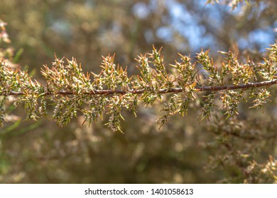 Closeup Branch American Larch Tree