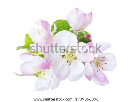 Closeup of branch with Apple blossoms isolated on white background